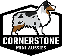 Cornerstone Mini Aussies