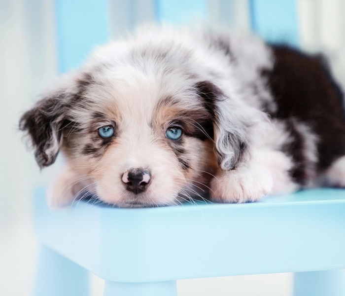 aussie puppy in a blue chair